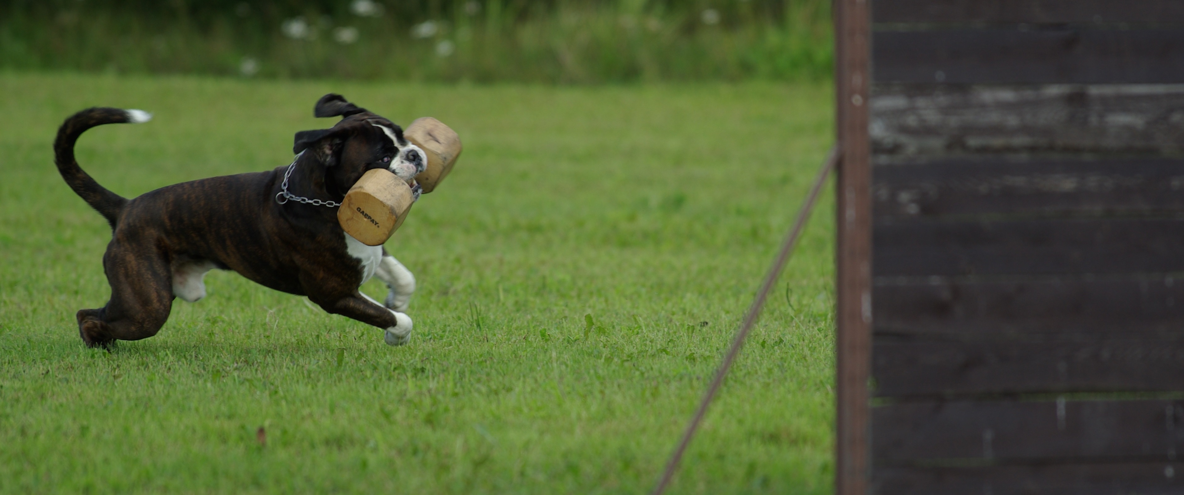 Entrenamiento Canino